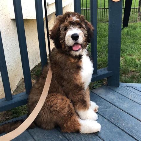  Fully-grown Mini Bernedoodles usually stand inches tall
