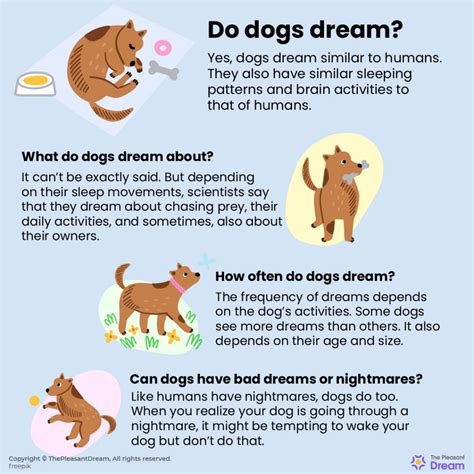  Fun Fact: Dogs dream just like humans