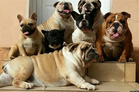  Fur Ever Family Dazzling Bulldogs was created solely to unite loving companion puppies with owners who need them as much as they need us