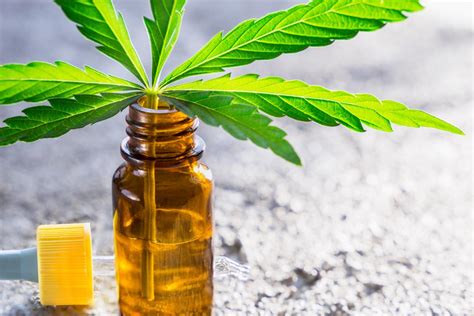  Further insights might be gained from testing CBD in a broader population and incorporating animals of different ages and maladies
