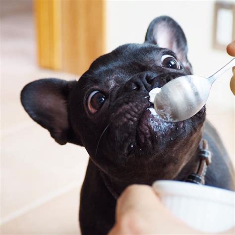  Furthermore, French Bulldogs need to be given a special diet as they only require short bursts of energy which should be supplied through high-protein, low-fat food