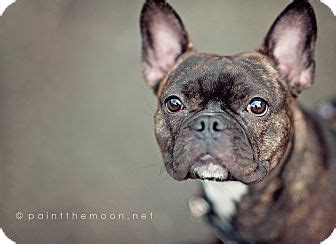  Furthermore, all French Bulldog under our care receive regular exercise, play, and affection