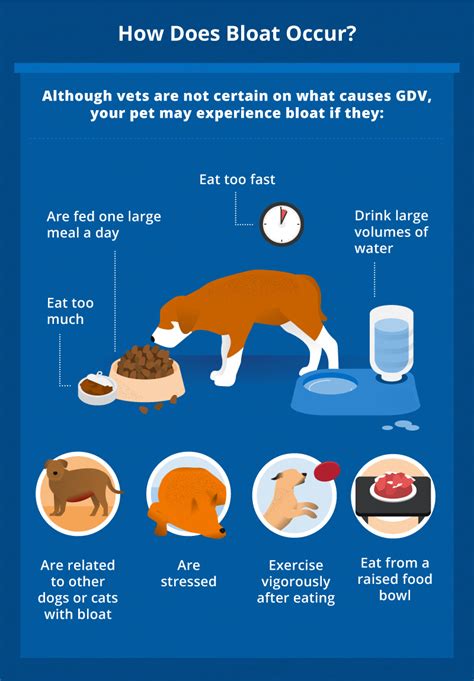  GDV can occur when a dog bloats a few hours after eating a meal