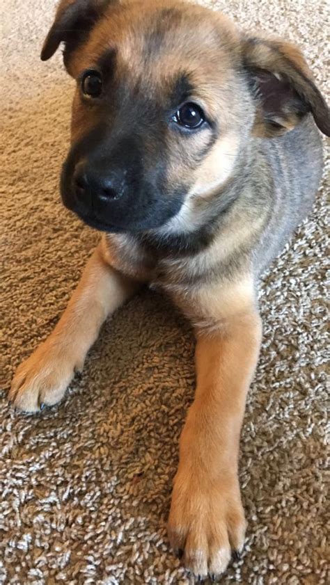  GSD Lab Mix Puppy But no matter how well trained they are, if they are left to get bored for too long, they can engage in some pretty destructive behavior, such as digging and chewing everything in sight