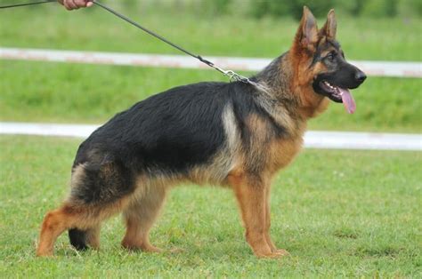  GSD males are ideally 24