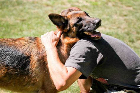  GSDs have love and affection towards their owners, whether a puppy, a young dog, or an adult dog