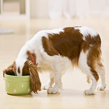  Gagging is often the result of your dog gulping down large chunks of dry food or swallowing something distasteful