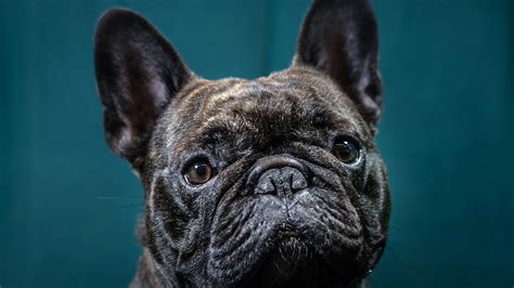 Gender and Age When considering the cost of French Bulldogs, age and gender play a significant role