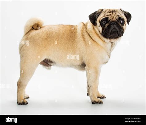  General consensus is that the Pug originated in China thousands of year ago at least B