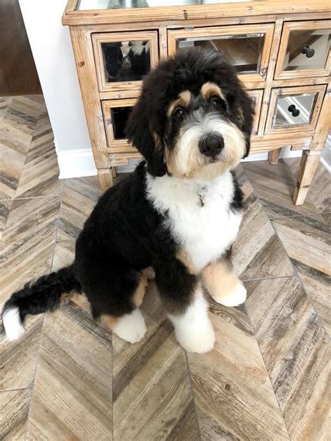  Generally, Bernedoodle puppies that are two to six months of age typically eat three times a day