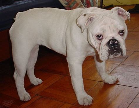  Generally, Bulldogs are known for getting along well with children, other dogs, and pets They can become so attached to home and family, that they will not venture out of the yard without a human companion