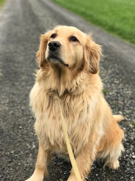  Generally, Golden Retrievers are said to be a bit softer, gentler, and more sensitive than Labs