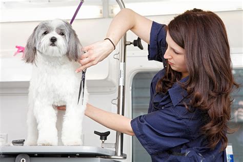  Generally, a groomer will begin by bathing your dog and then trimming his nails, cleaning his ears, and starting to cut the hair according to your specifications