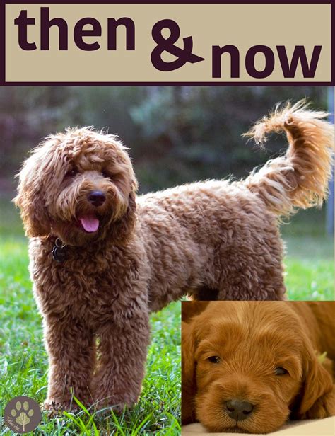  Generally, when Goldendoodle puppies change their coats, the mature adult coat they grow is denser and stiffer than the puppy fur