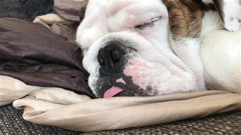  Generally loud breathers, English bulldogs tend to snore and wheeze