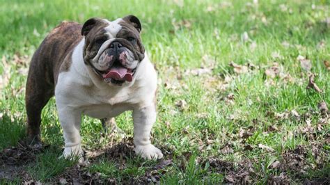  Genetic Predispositions for Bulldogs Bone and Joint Problems A number of different musculoskeletal problems have been reported in Bulldogs