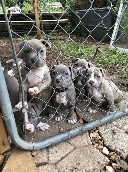  Genetic Tested and fully vaccinated and come with a Guarantee!  Pitbull Puppies for Sale Near Me