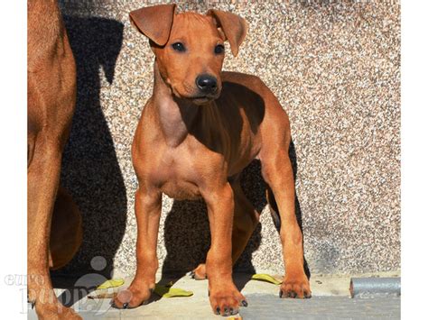  German Pinscher Puppies For Sale