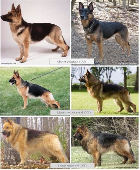  German Shepherd Coat? GSDs have an inner and an outer coat