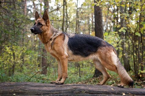  German Shepherd Dogs are double-coated and have a thick, dense undercoat and a straight outer coat