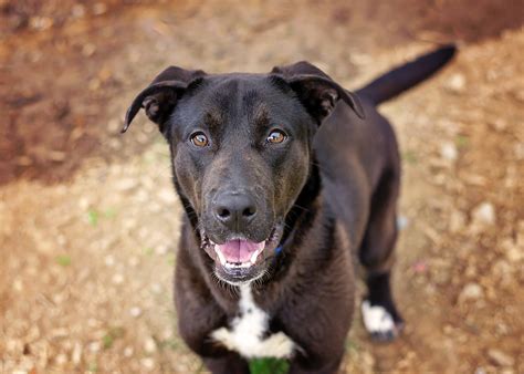  German Shepherd Lab mixes are affectionate with their family, but need plenty of exercise, shed heavily, and can be destructive if left alone for long periods