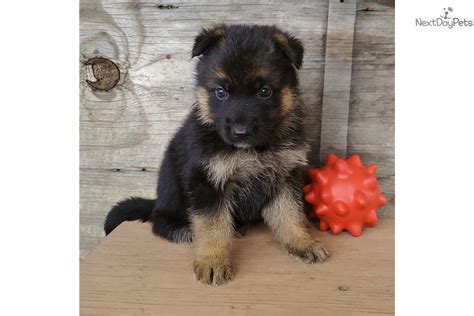  German Shepherd Puppies are lovingly home raised and socialized at our modern 5 acre park like Kennel Facility in Florida Miami