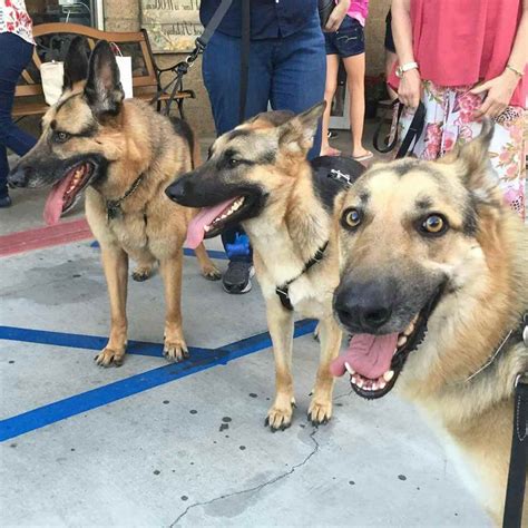  German Shepherd Rescue of Orange County — This volunteer organization is all about placing unwanted, neglected, and abused German Shepherds into permanent, loving homes