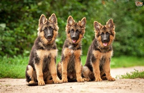  German Shepherd personality German shepherd dogs get along well with children and other pets if raised with them, but in keeping with their guarding instincts, they tend to be leery of strangers