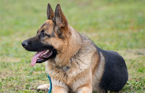  German Shepherds, despite their great loyalty to their family, can be wary of strangers