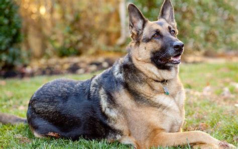  German Shepherds are a great breed if you enjoy long walks and spending loads of time exploring outside