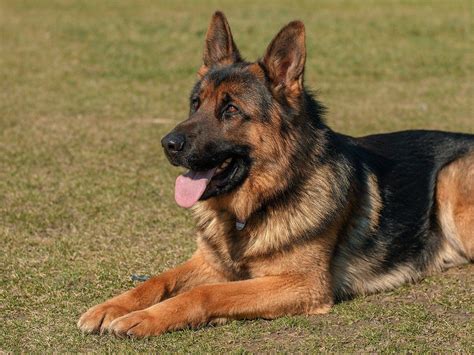  German Shepherds are considered extremely playful and active