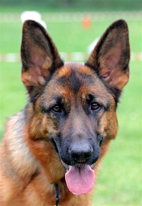  German Shepherds are dogs that were bred to herd and work