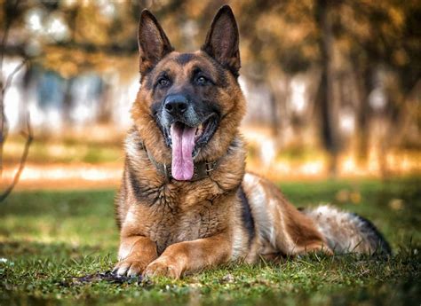  German Shepherds are especially loyal and all they want is to spend as much time by your side as possible
