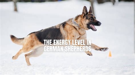  German Shepherds are high-energy working dogs