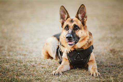  German Shepherds are one of the common dog breeds employed in K-9 units in both police and military applications