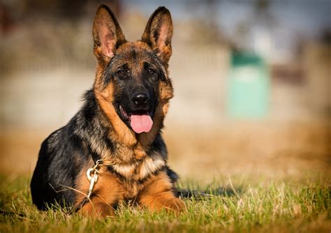  German Shepherds are one of the most popular dogs in the United States, …