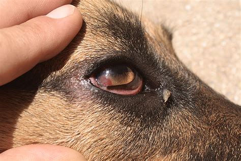  German Shepherds are prone to eye conditions like Pannus which can be negatively impacted by UV sun rays