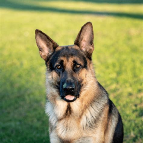  German Shepherds are very intelligent and have a natural protective instinct