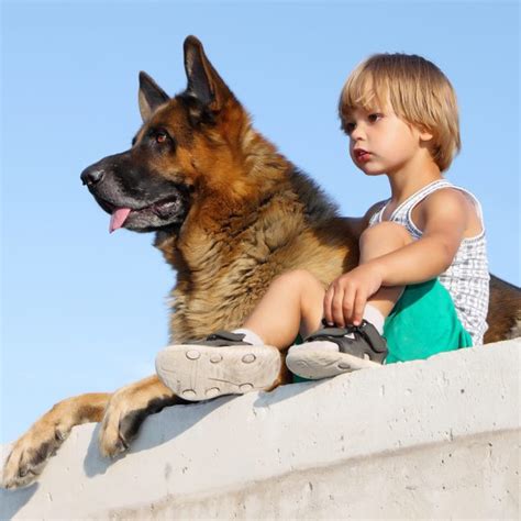  German Shepherds are very loyal to their owners and require a fair amount of exercise each day