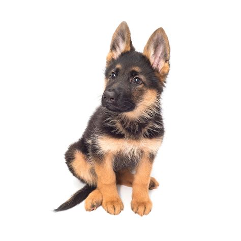  German Shepherds can be fairly aloof and reserved when first meeting new people