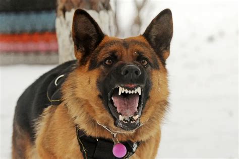  German Shepherds can have a reputation for being aggressive, but they are more alert and wary than aggressive