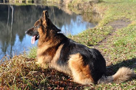  German Shepherds have a medium-to-long double coat