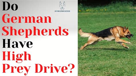  German Shepherds have high prey drive
