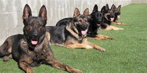  German Shepherds make great family pets and are born protectors