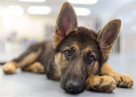  German Shepherds normally reach physical maturity at months