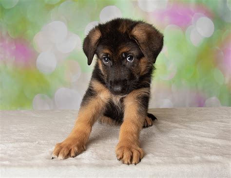  German Shepherds puppies are always adorable but at 9 weeks they are at the age where they are still puppy-like but very clumsy,curious and keen to play with her new family, which is very cute