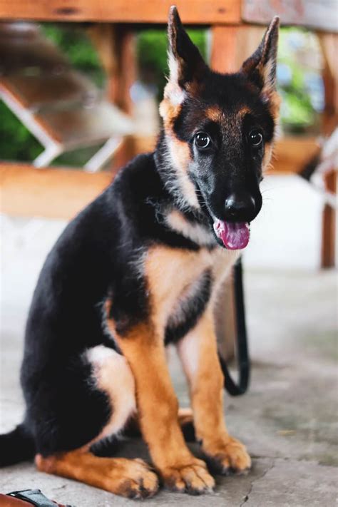  German Sheprador Size As the German Sheprador is a relatively new mixed breed, there are few standards when it comes to size