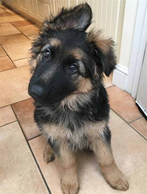  German shepherd puppy 1 boy left 10 weeks old mom and dad are papered