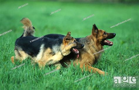  German shepherds , also known as Alsatians, were first bred in Germany just before the start of the 20th century as herding dogs