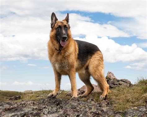  German shepherds are known for remaining puppies longer than most breeds